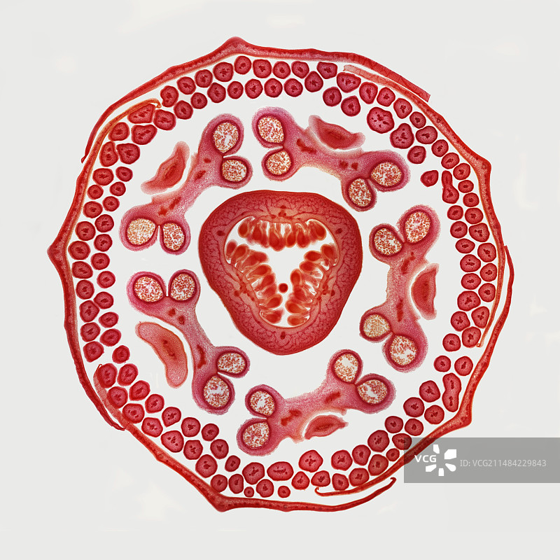 西番莲花蕾显微照片图片素材