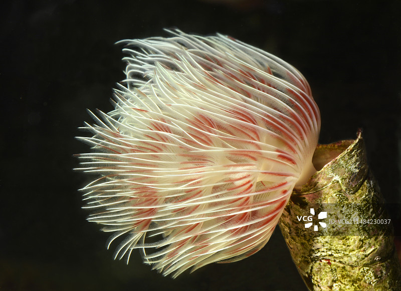 红色扇形蠕虫图片素材