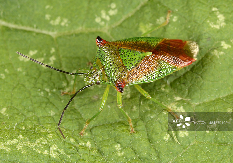 山楂盾椿象图片素材