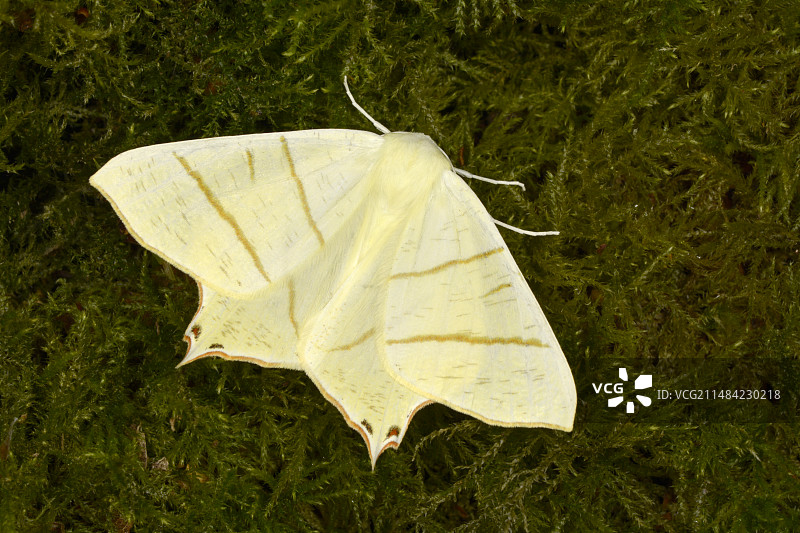 燕尾蛾图片素材