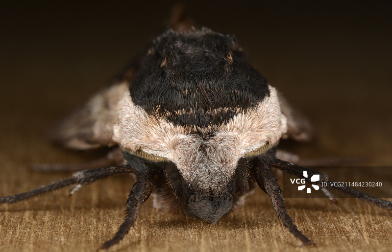 女贞夜蛾图片素材