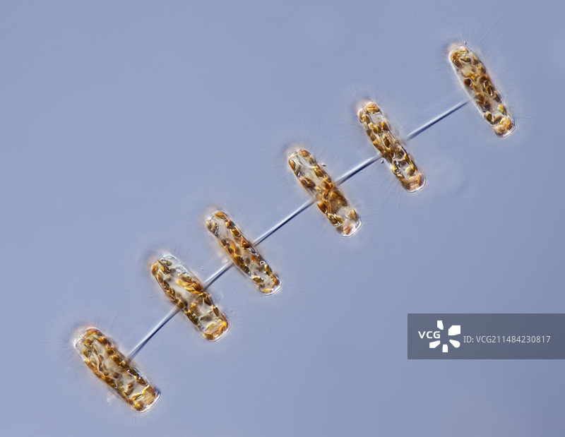 海链藻硅藻，LM图片素材