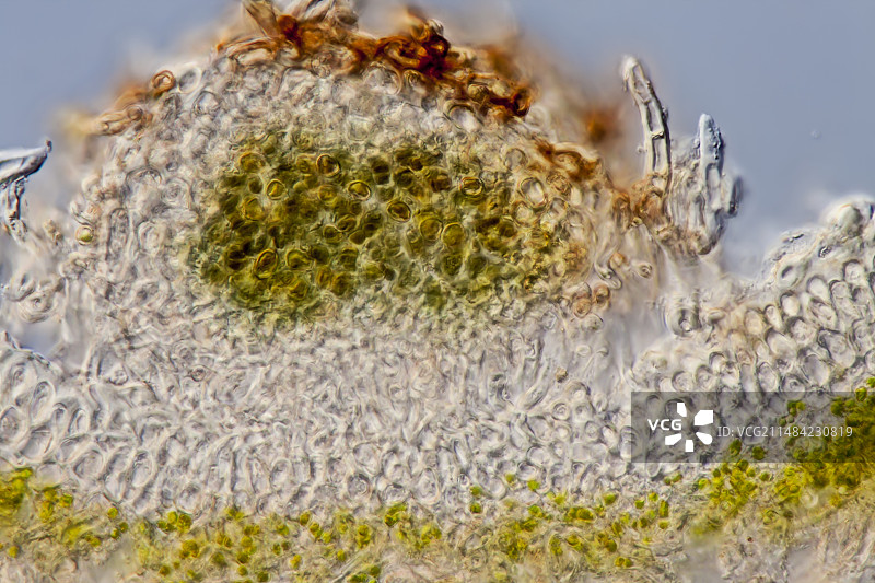 绿狗苔藓切片，LM图片素材