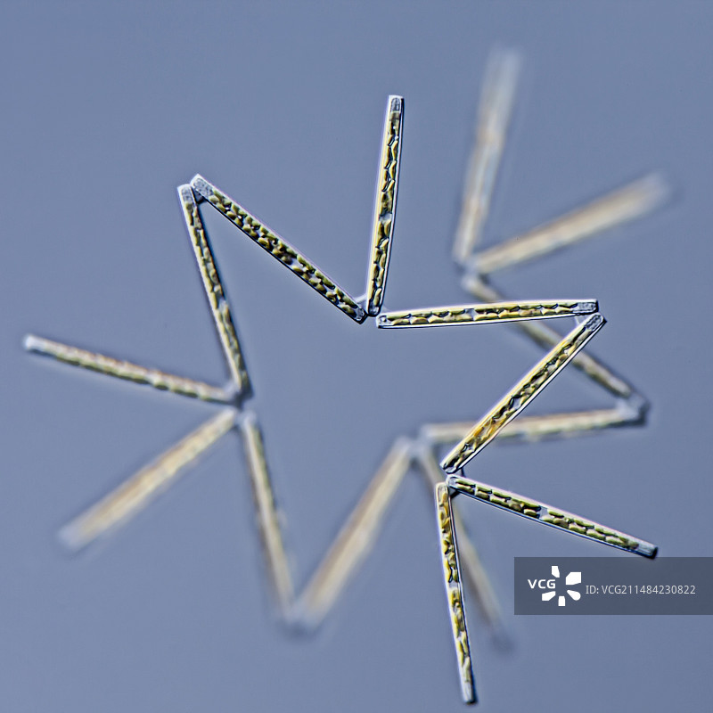 LM下的Thalassionema硅藻图片素材