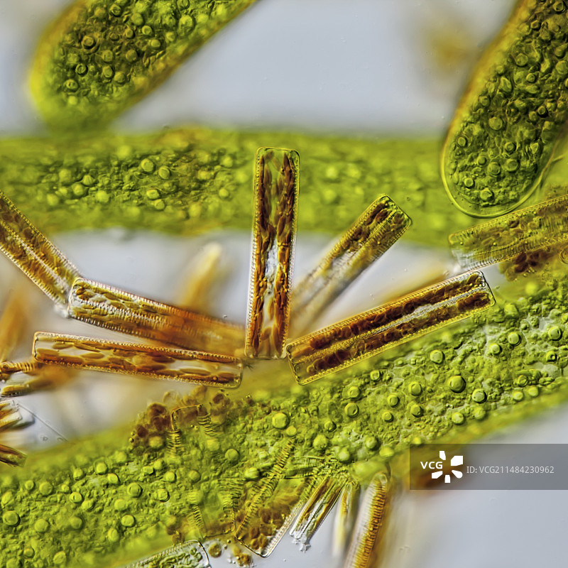 刚毛藻属细丝，LM图片素材
