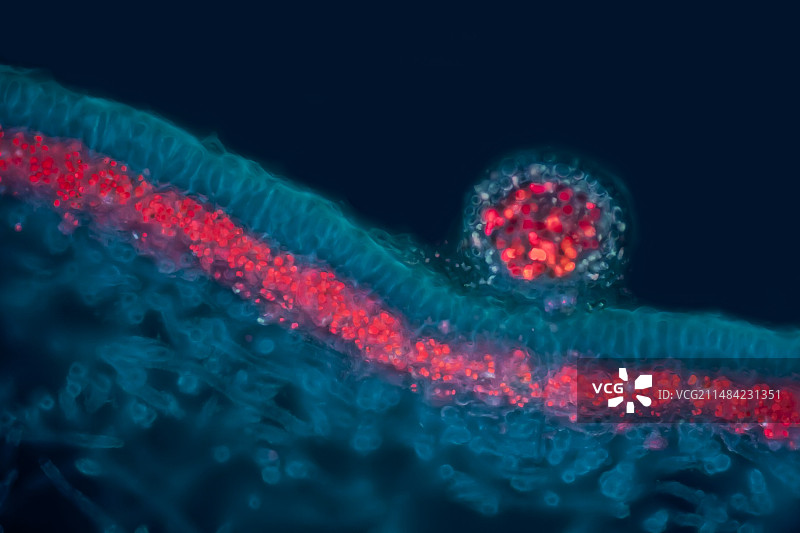 绿狗苔藓切片，LM图片素材