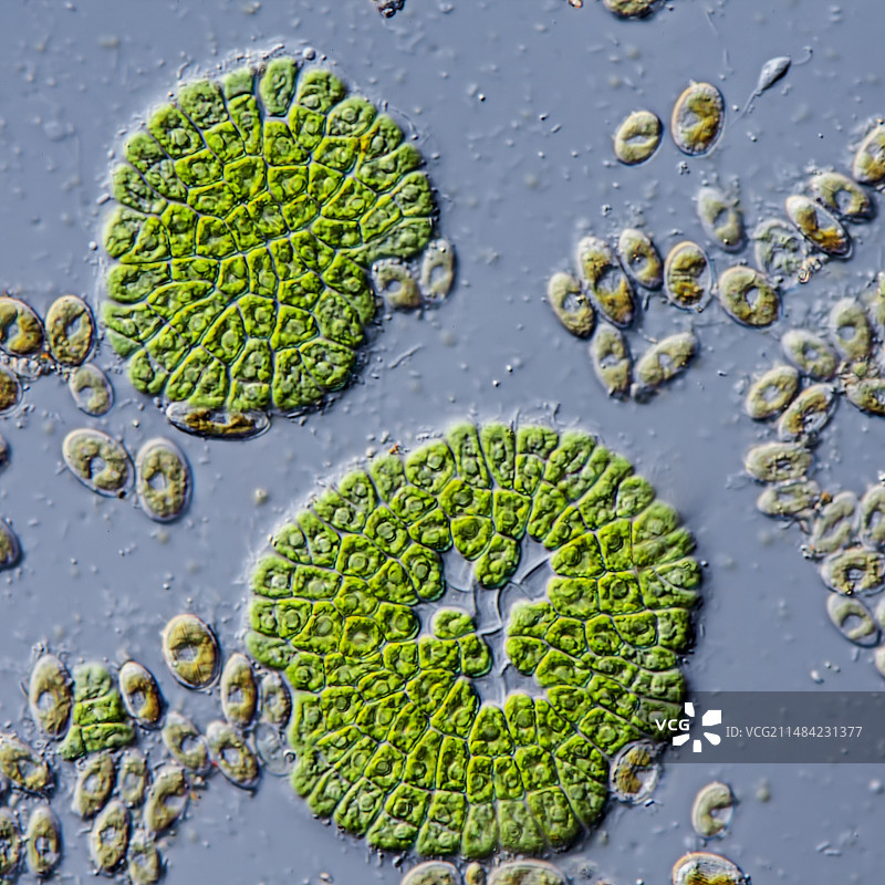 鞘毛藻绿色藻类，LM显微镜图片素材