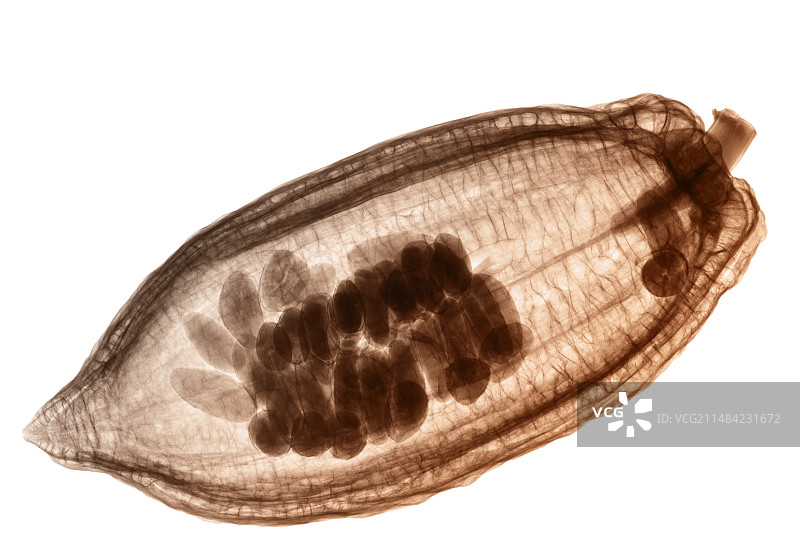 可可豆荚X光片图片素材