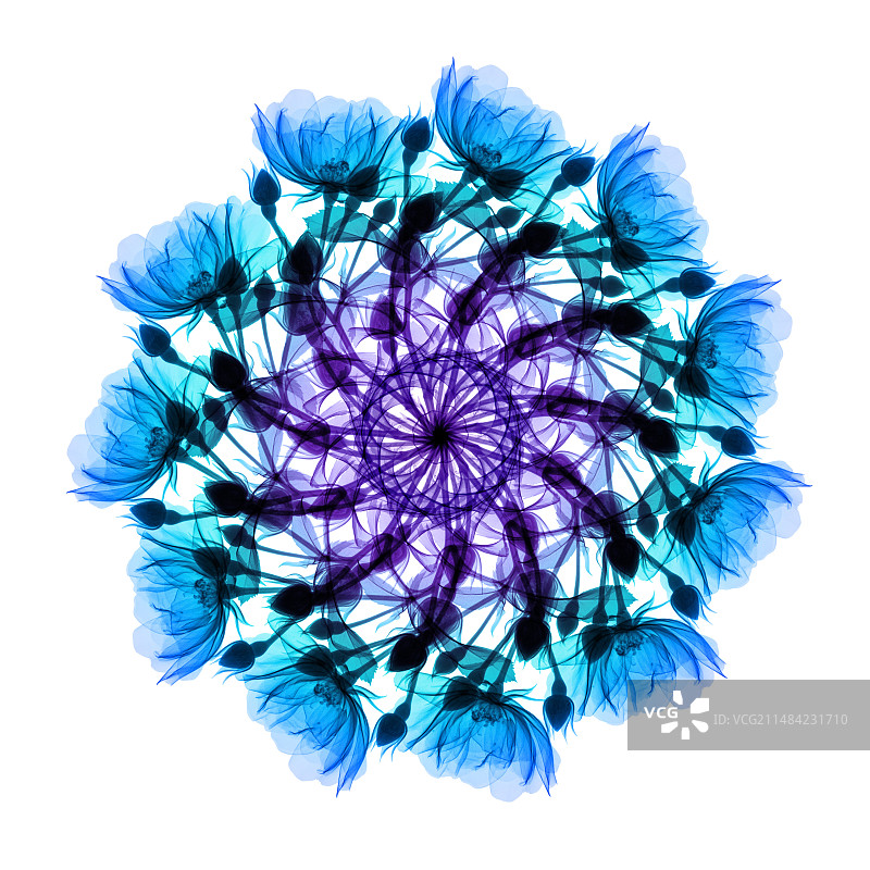 抽象花朵图像X光片图片素材