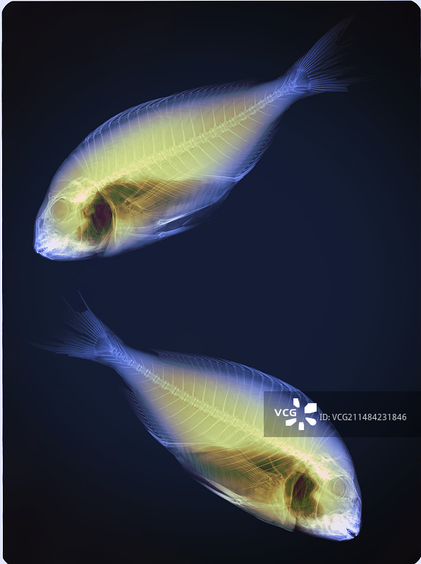 鲷鱼，x光图片素材