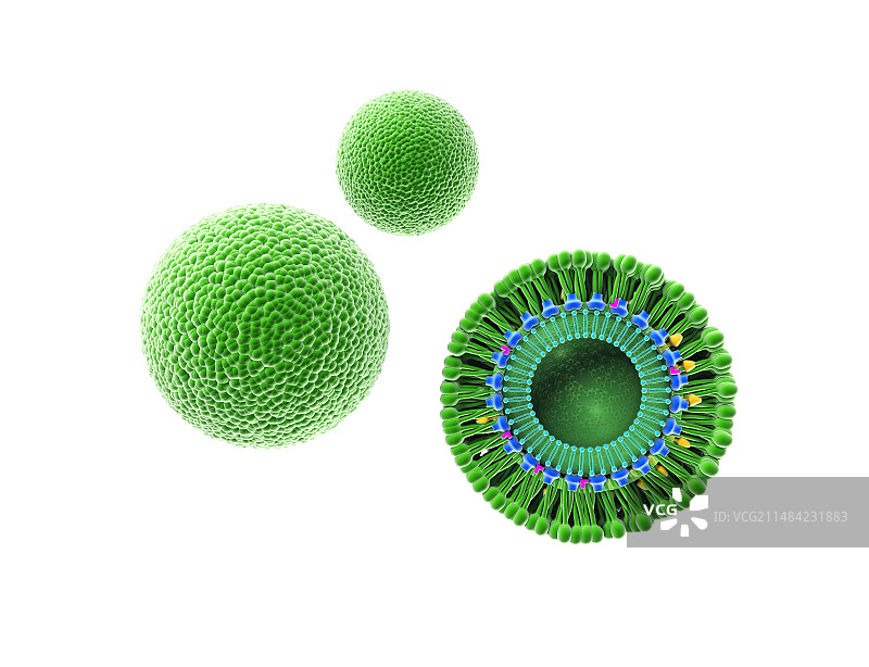 寨卡病毒，图示图片素材