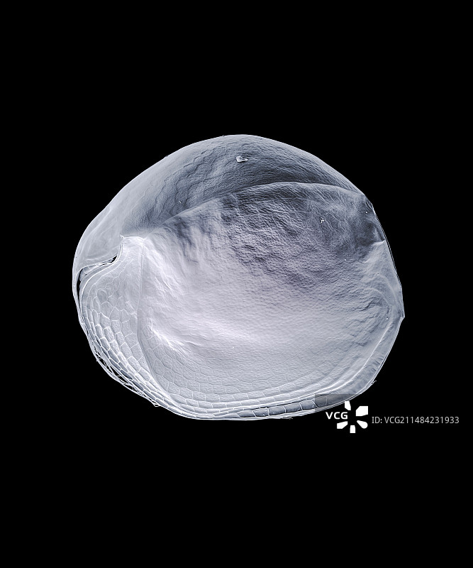 水蚤扫描电子显微镜图图片素材