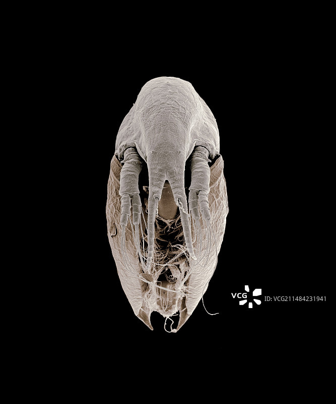 水蚤扫描电子显微镜图图片素材