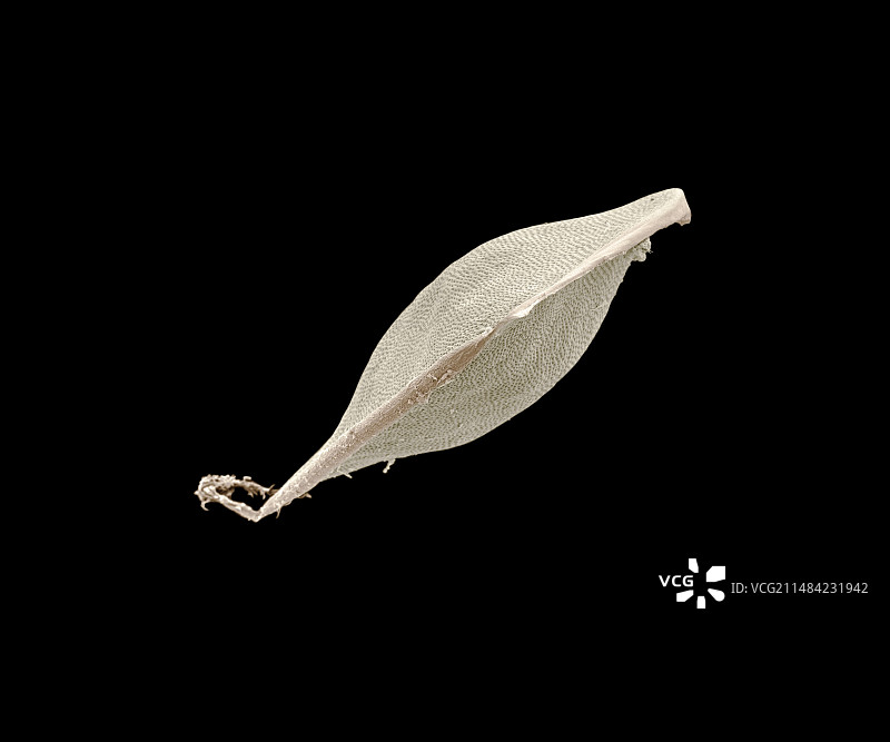 水蚤卵壳，扫描电镜图片素材