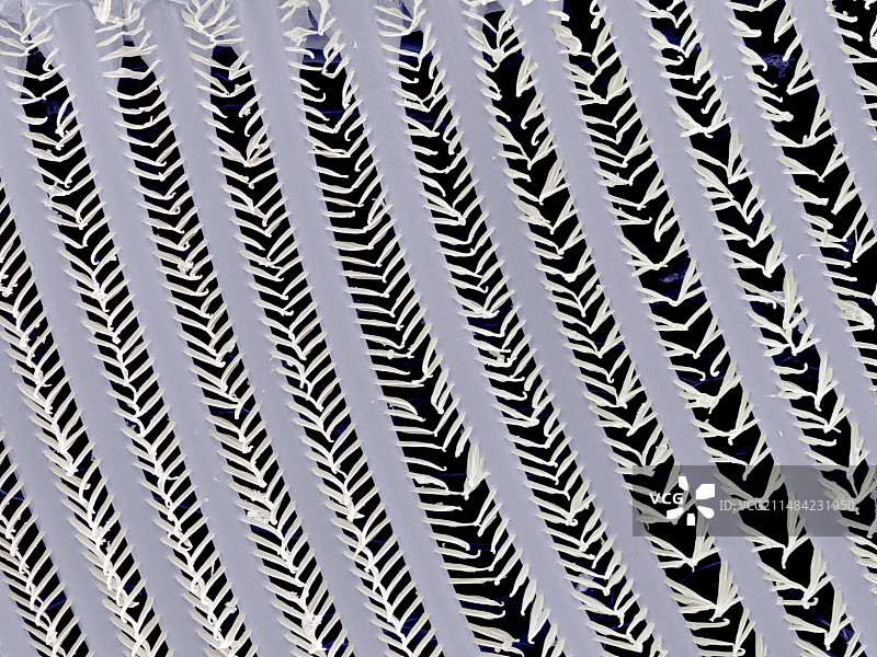 水蚤过滤进食，扫描电镜图片素材