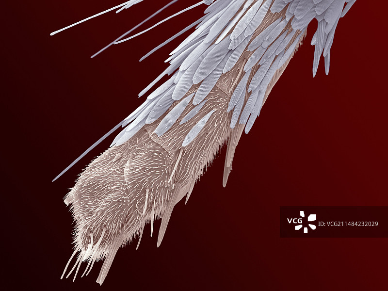 蝴蝶腿部扫描电镜图图片素材