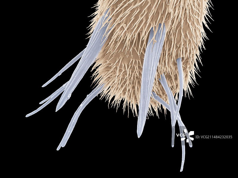 蝴蝶腿部扫描电镜图图片素材