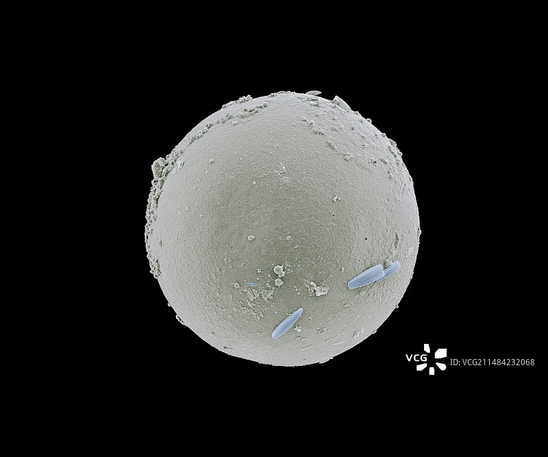 丰年虾卵，扫描电子显微镜图图片素材