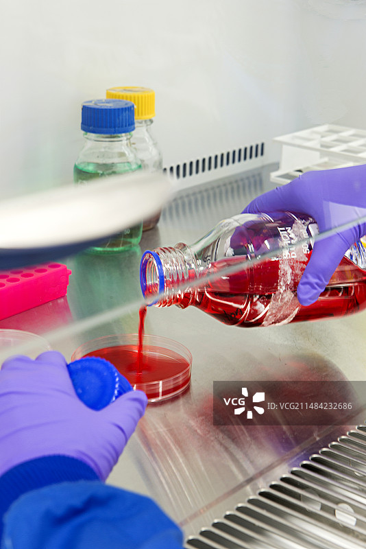 琼脂培养皿制备图片素材