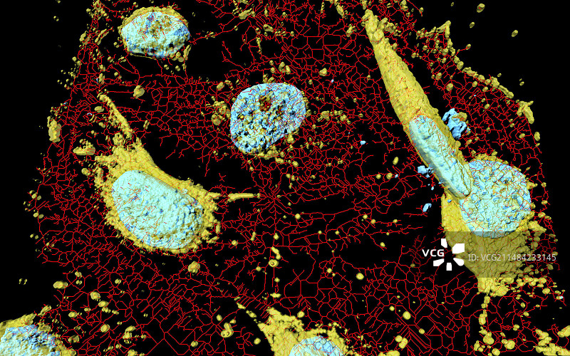 海拉细胞显微照片图片素材
