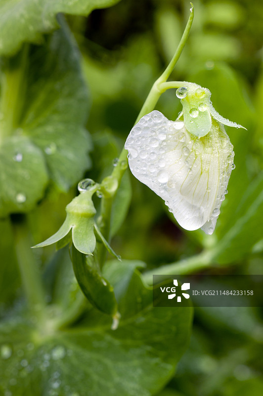 开花的豌豆图片素材