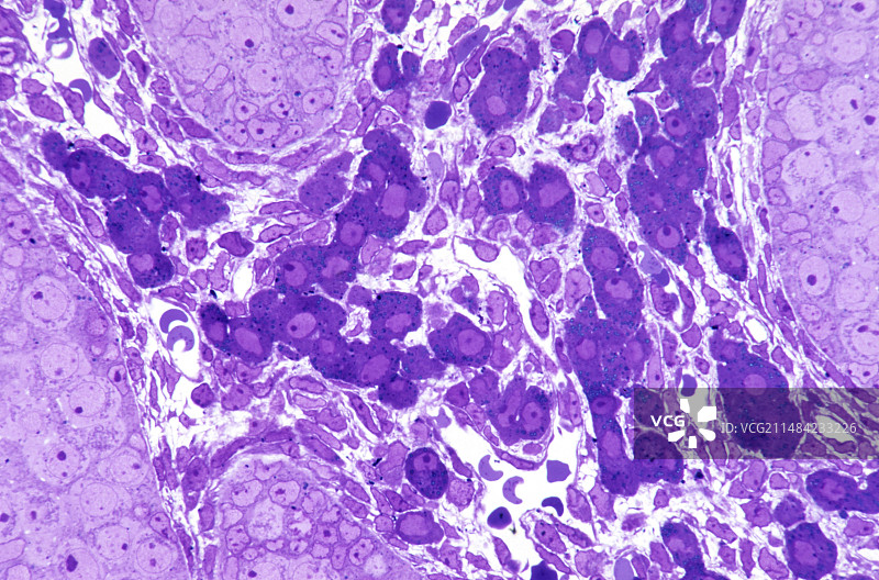 胎儿睾丸显微照片图片素材
