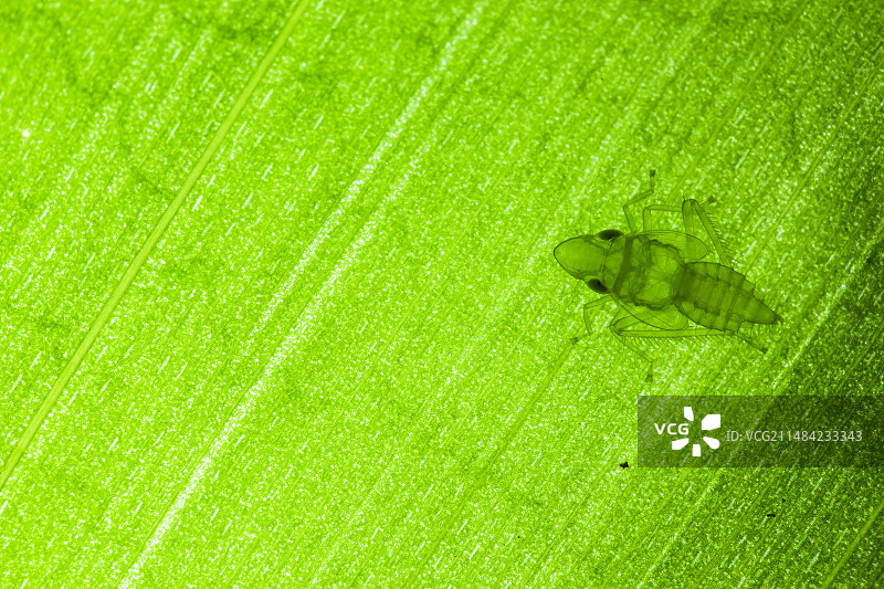 飞虱若虫图片素材