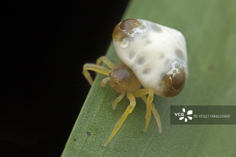 鸟粪蛛图片素材
