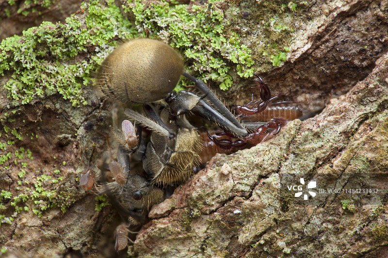 伪蝎捕猎蚂蚁图片素材