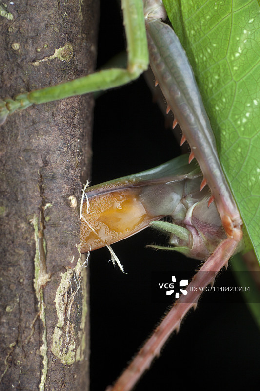 纺织娘产卵图片素材