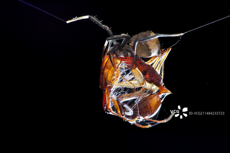 球腹蛛和猎物图片素材