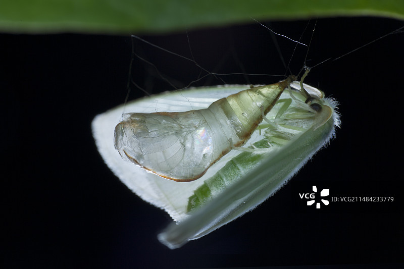 羽化成虫的蛾图片素材