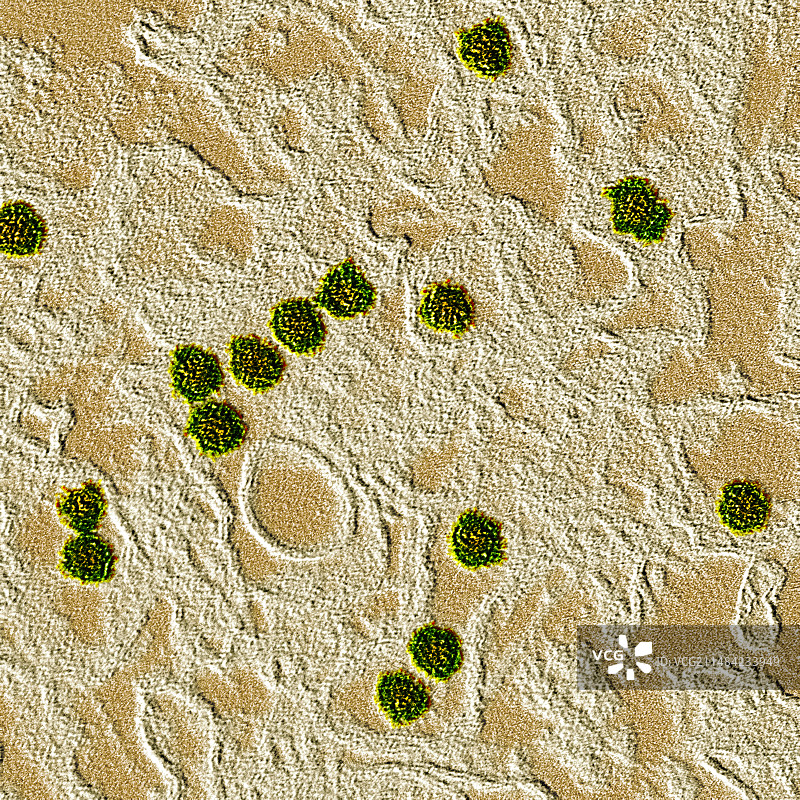 寨卡病毒TEM图片素材