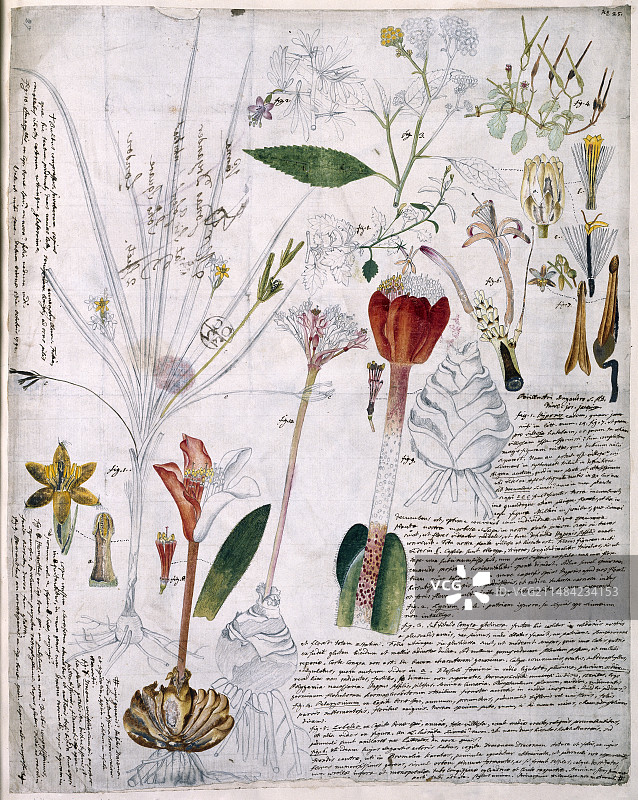 18世纪冯·雅克金植物学笔记图片素材