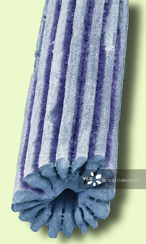 海胆化石棘，SEM图片素材