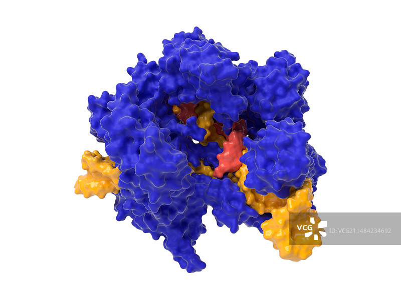 CRISPR-Cas9基因编辑复合体图片素材
