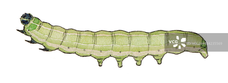 橄榄毛虫图片素材