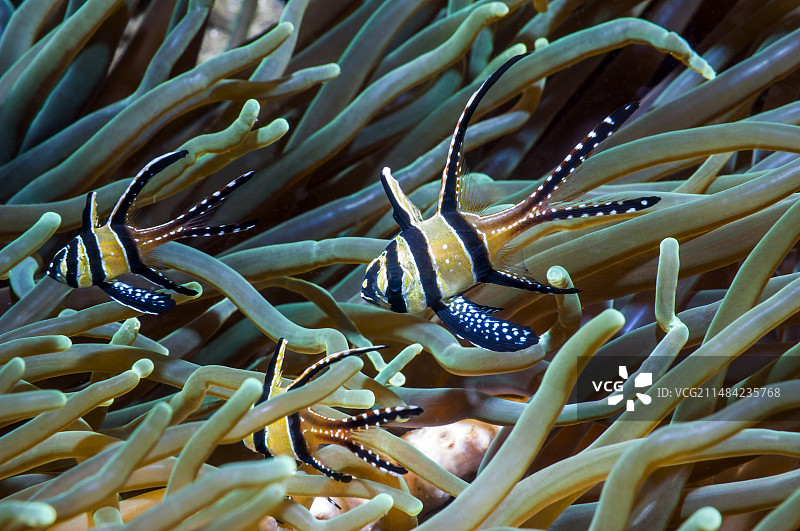 邦盖海丁鱼图片素材