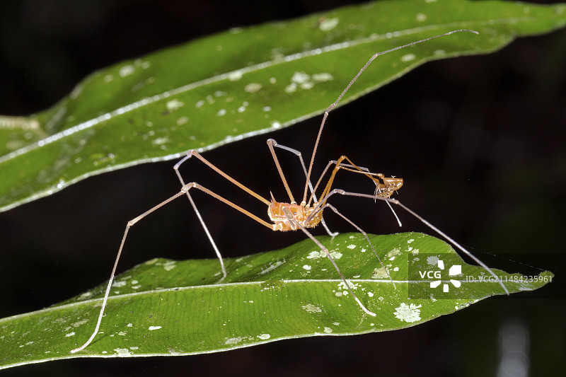亚马逊的 harvestman图片素材