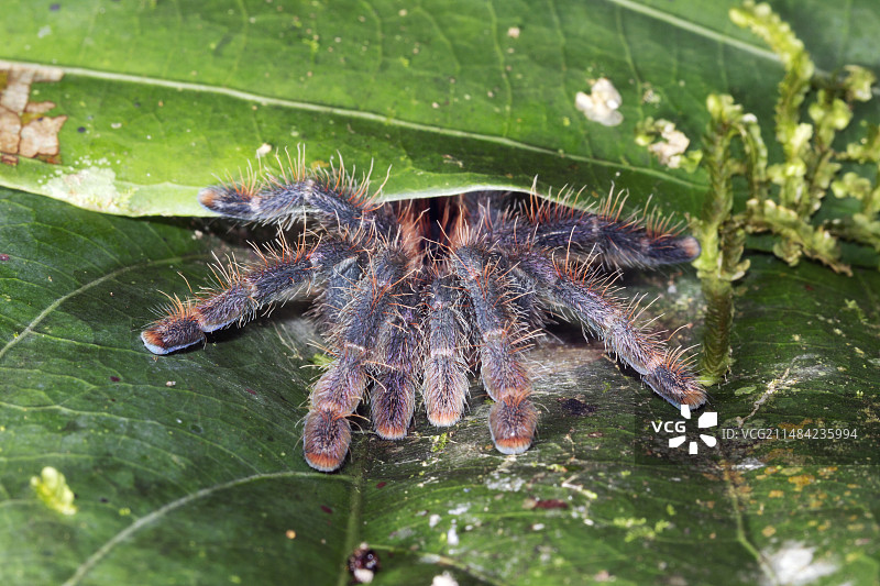 粉趾塔兰图拉毒蛛图片素材