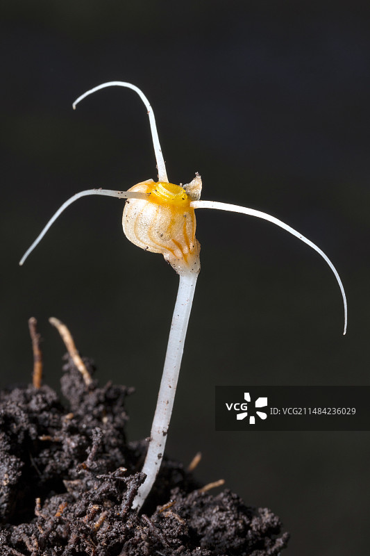 亚马逊寄生根植物的花朵图片素材