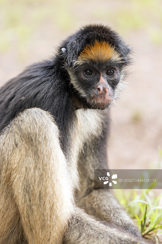 白腹蜘蛛猴图片素材
