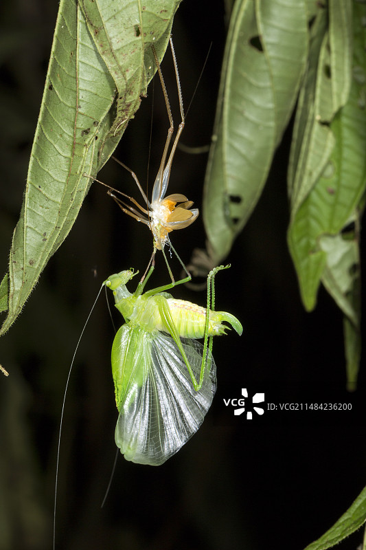 纺织娘脱皮图片素材
