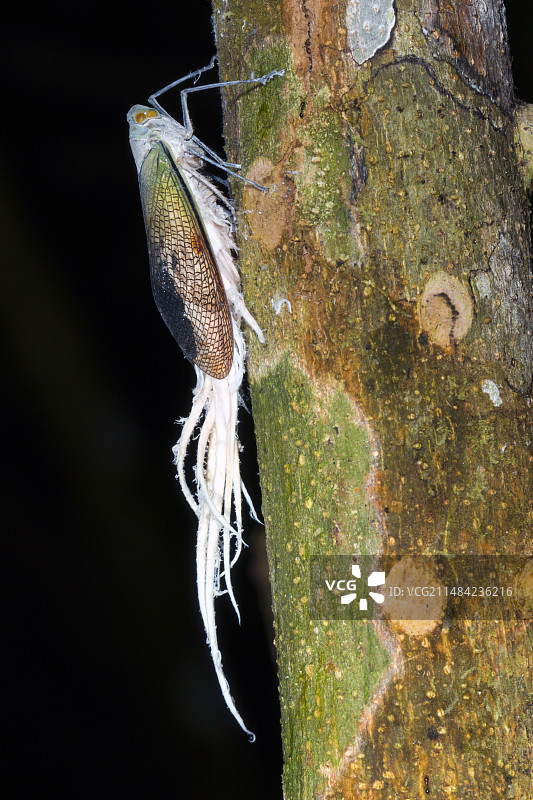 尾蜡虫图片素材