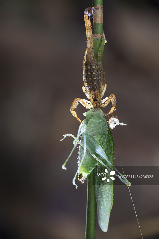 蝎子捕食蝈蝈图片素材