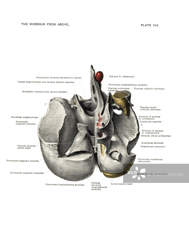 中脑解剖，1901年图片素材