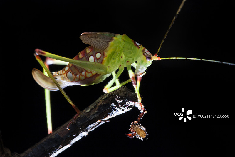 带有伪蝎的绿草蜢图片素材