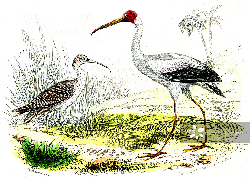 19世纪彩绘鹳图片素材