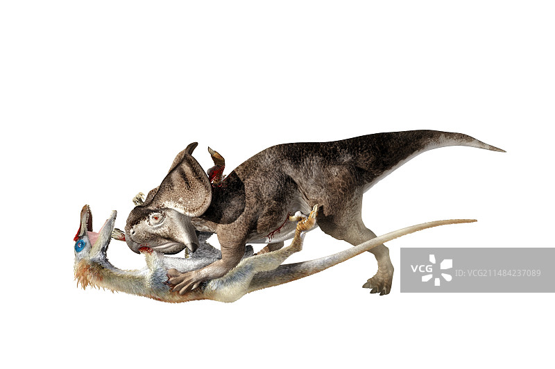 迅猛龙攻击原角龙图片素材