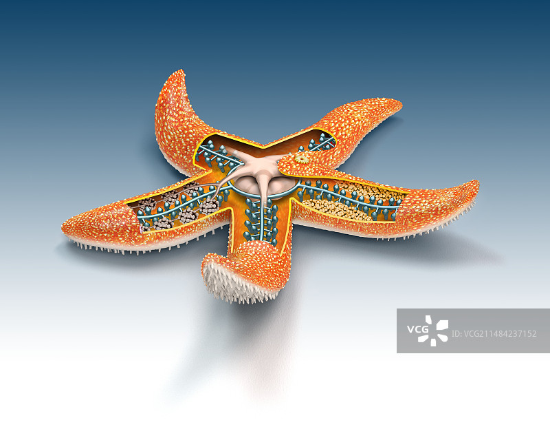 海星解剖结构图图片素材